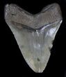 Huge, Serrated Megalodon Tooth - South Carolina #34357-1